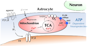 Astrocyte and Mitochondria Signaling for Neuroprotection